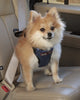 Deluxe Dog Seat Belt Harness