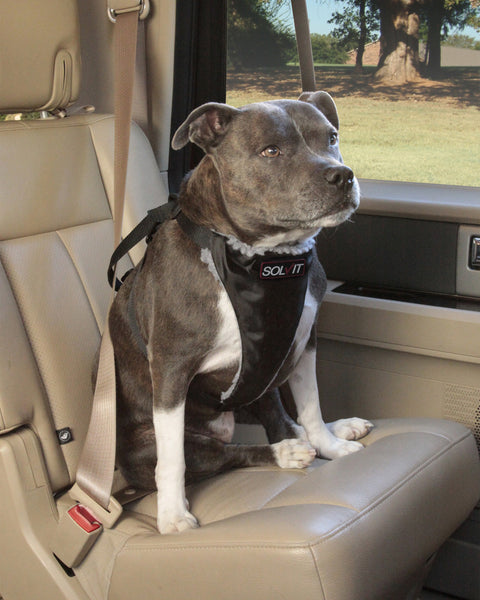 Standard Seat Belt Harness