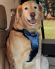 Deluxe Dog Seat Belt Harness